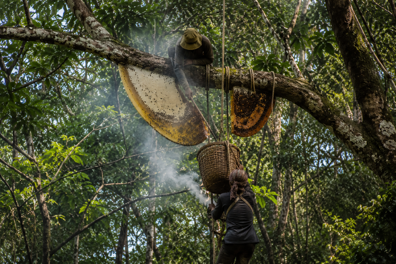 Harvesters collecting wild honeycomb in the forest