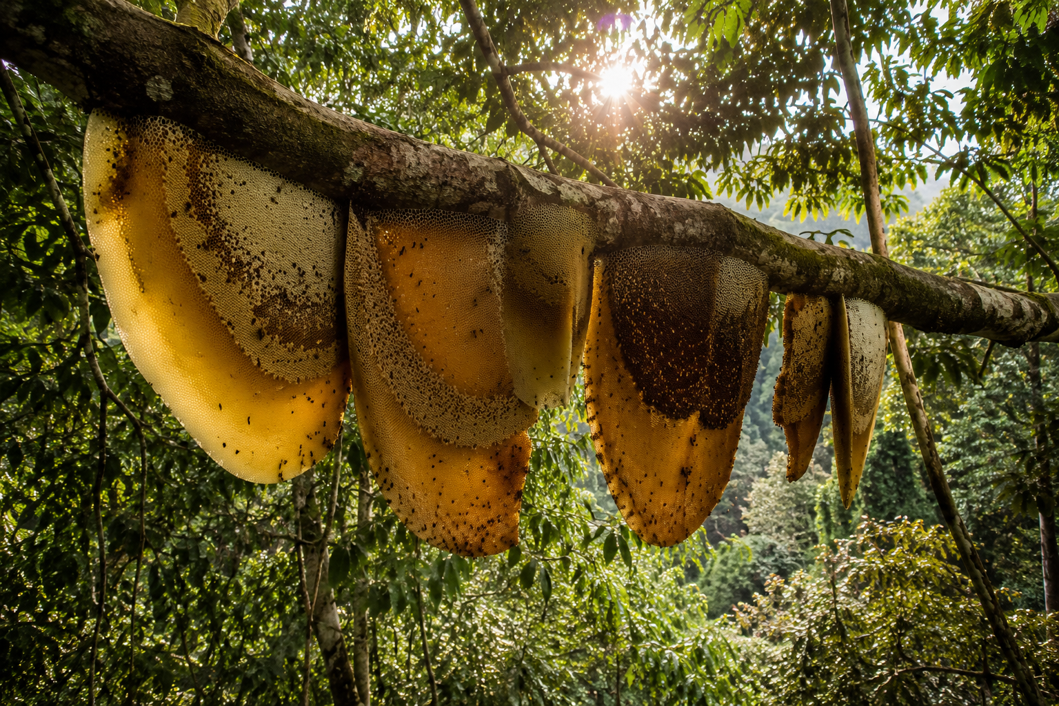 Wild honeycombs hanging from a rainforest tree